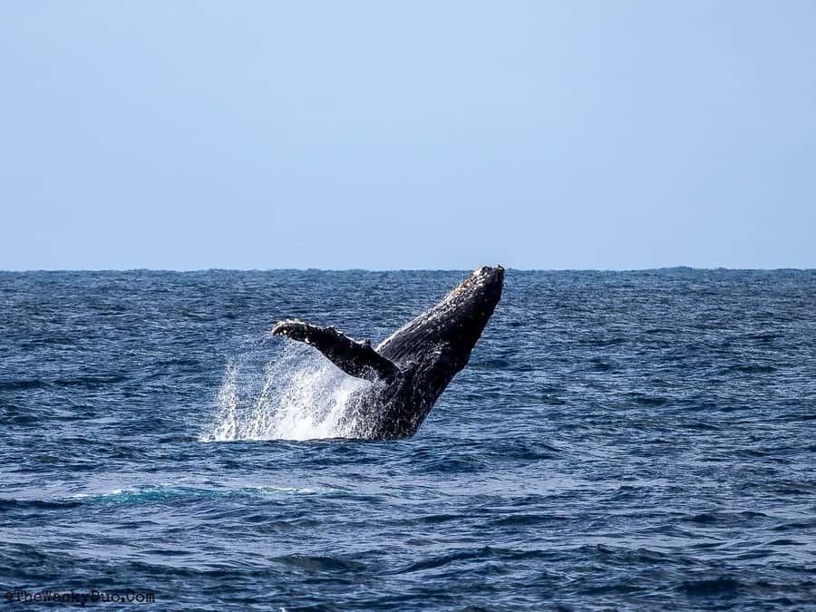 Dolphins & Whales, Private Tour Snorkeling - A private morning on Mauritius waters