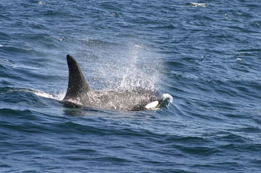 Dolphins & Whales, Private Tour Snorkeling - Watching whales in the open sea
