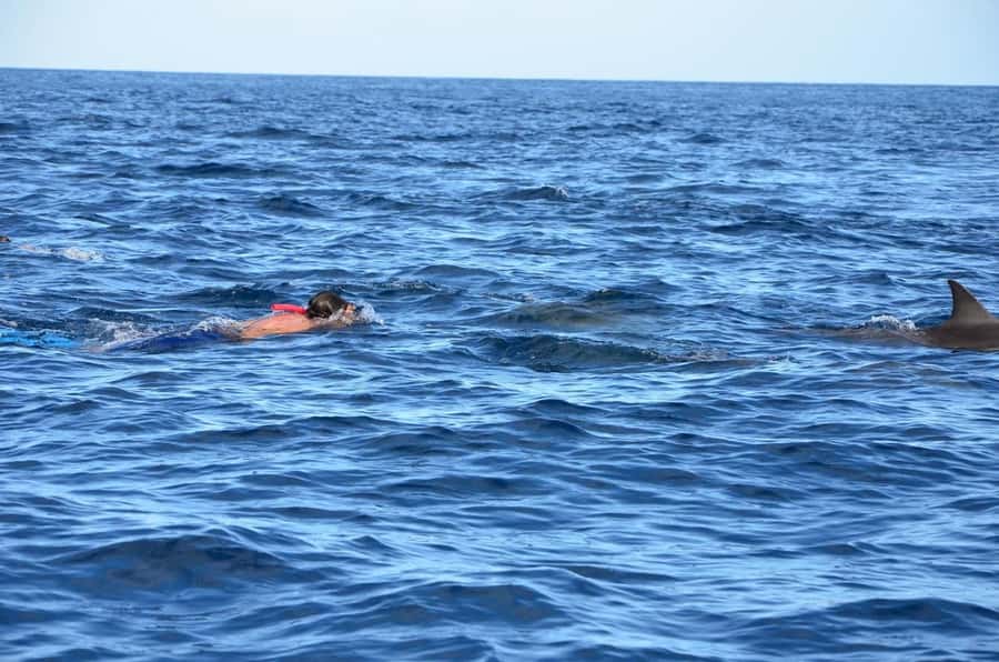 Dolphins & Whales, Private Tour Snorkeling - What the private price really means