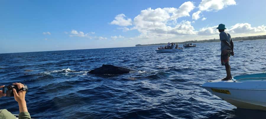 Dolphins & Whales, Private Tour Snorkeling - Practical preparation for the four hours