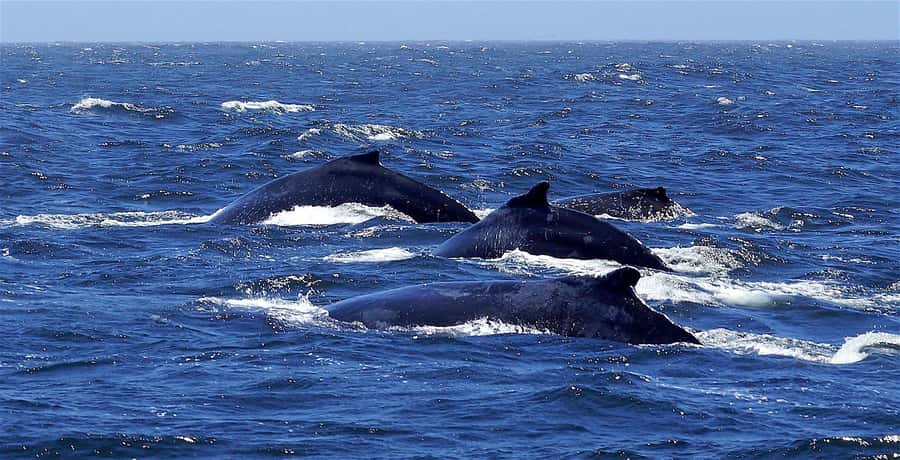 Dolphins & Whales, Private Tour Snorkeling - Setting out by speedboat