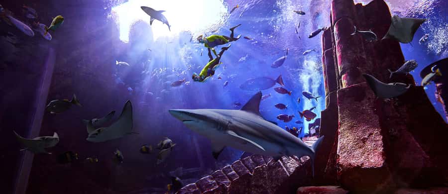 Dubai: The Lost Chambers Aquarium Snorkeling Experience - Key points to know before you book