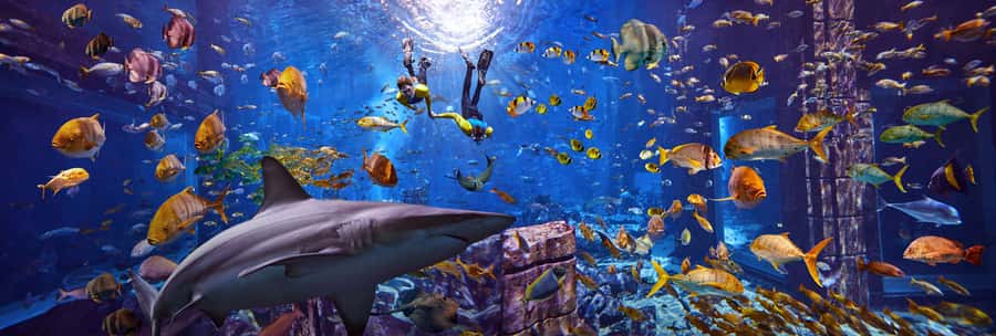 Dubai: The Lost Chambers Aquarium Snorkeling Experience - Floating above rays and reef sharks