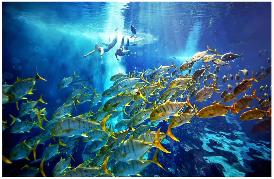Dubai: The Lost Chambers Aquarium Snorkeling Experience - The briefing makes a difference for first-timers