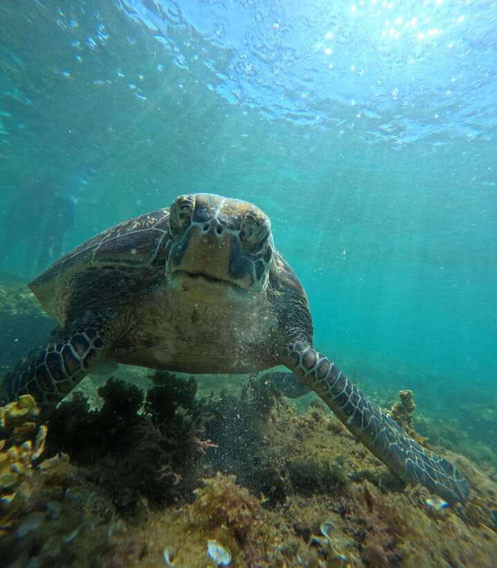 Dumaguete Apo Island Snorkel with turtle Tour - Key points to know before booking