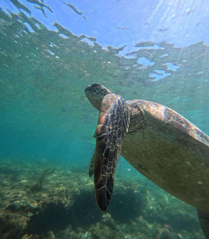 Dumaguete Apo Island Snorkel with turtle Tour - Adding scuba activity to a snorkeling day