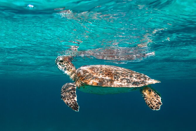 E-Snorkeling tour in Bonaire with easy Sea Scooters - Key points to know before booking