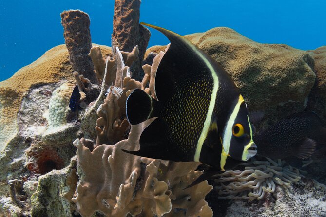 E-Snorkeling tour in Bonaire with easy Sea Scooters - What makes the guides important