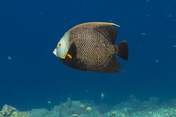 E-Snorkeling tour in Bonaire with easy Sea Scooters - Is $125 a fair price?