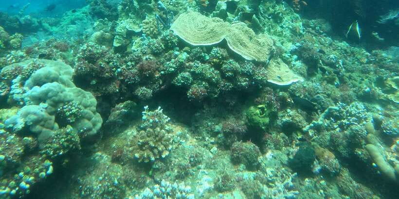 East Bali: Snorkeling Day Trip to Amed - Indonesian Lunch After the Water