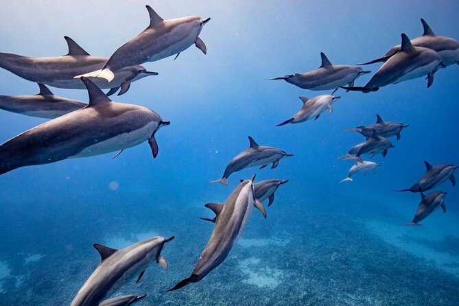 Eco-Raft Tour: Maui-Lanai Snorkel / Dolphin Watch (Semi-Private) - A fast raft ride from Lahaina to Lanai