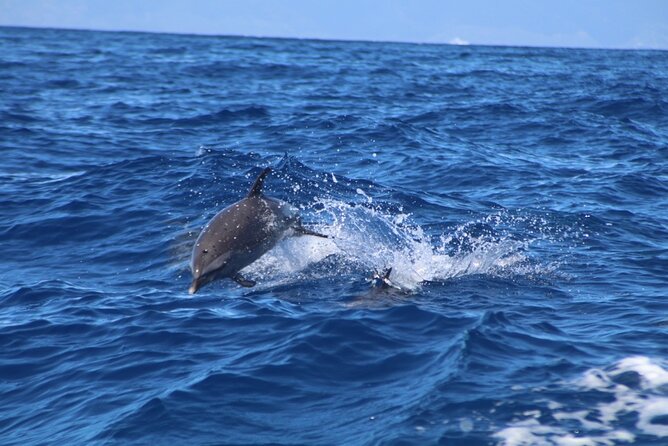 Eco-Raft Tour: Maui-Lanai Snorkel / Dolphin Watch (Semi-Private) - Lifeguard support and snorkeling instruction
