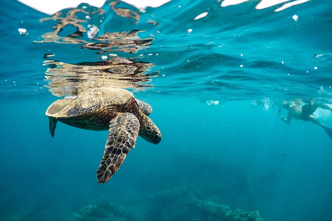 Eco-Raft Tour: Maui-Lanai Snorkel / Dolphin Watch (Semi-Private) - Is $96.52 a good value?