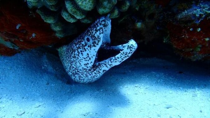 El Cielo Cozumel Snorkeling trip by Catamaran - Palancar and Columbia, Cozumel’s main underwater draw
