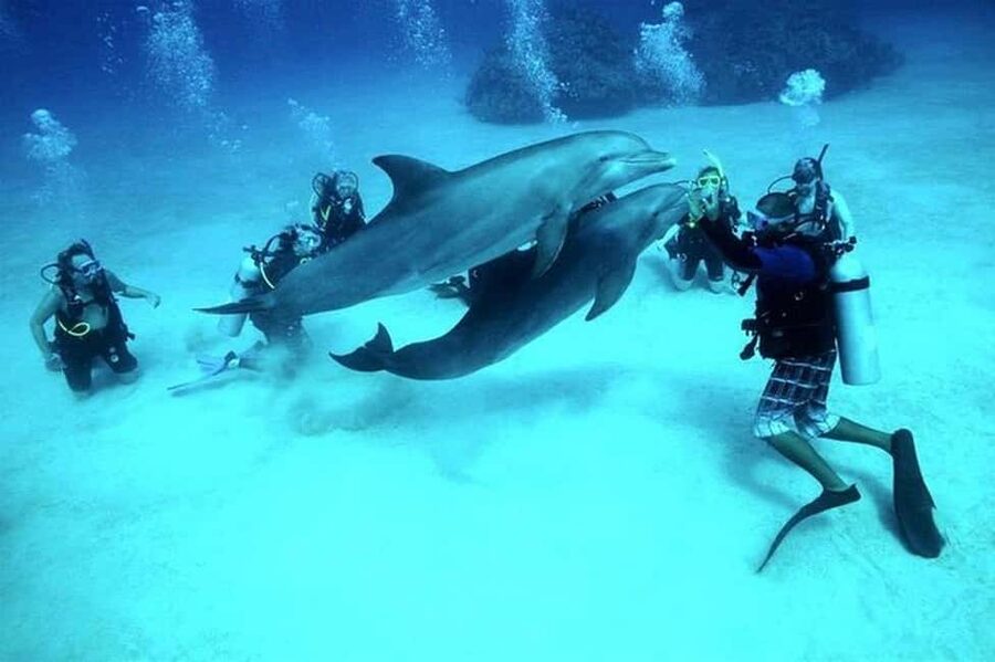 El Gouna Lagoon, Diving with Dolphin, Snorkeling & Lunch - From El Gouna’s canals to the open Red Sea