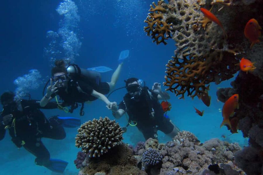 El Gouna Lagoon, Diving with Dolphin, Snorkeling & Lunch - Is $56 a fair price?