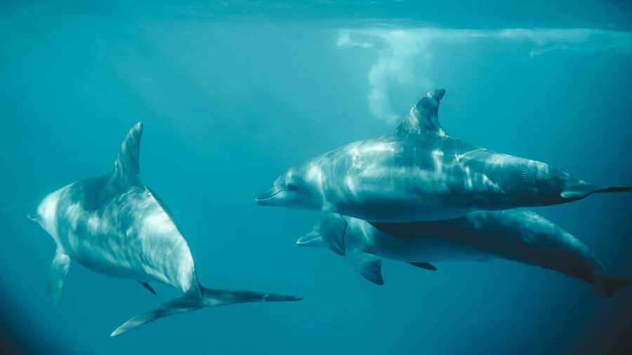 El Gouna Lagoon, Diving with Dolphin, Snorkeling & Lunch - What to bring and what to expect on the day