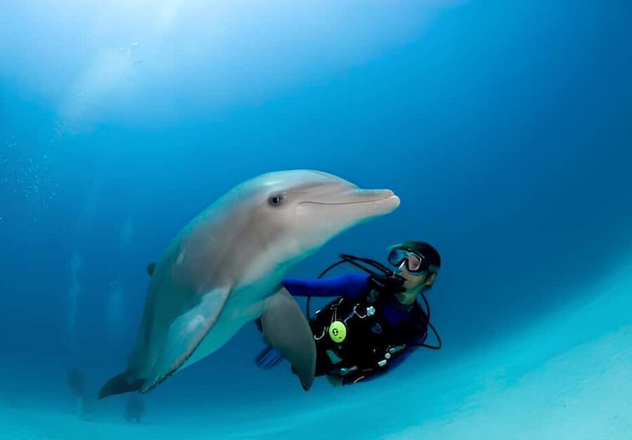 El Gouna Lagoon, Diving with Dolphin, Snorkeling & Lunch - Who will enjoy this El Gouna boat trip?