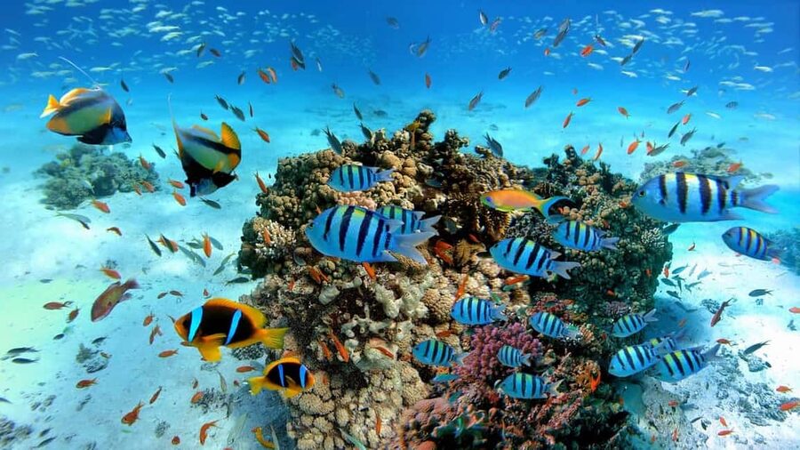 El Gouna Lagoon, Diving with Dolphin, Snorkeling & Lunch - Should you book it?