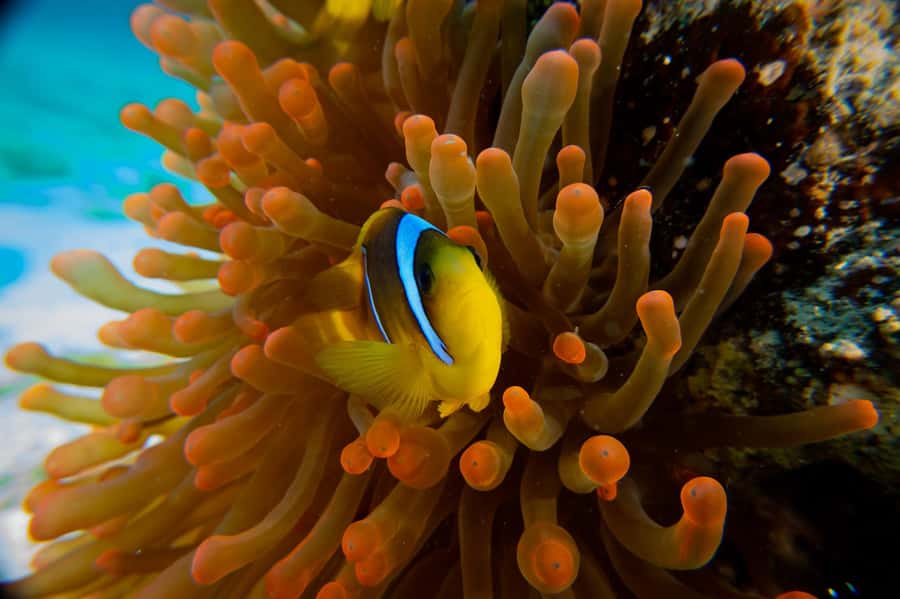 El Gouna: Red Sea Snorkeling Adventure with Transfers - A small group, but not necessarily a private boat