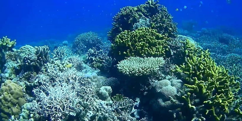 El Nido, Sibaltan: Private Snorkeling & Secret Islands Tour - Coral Garden, Binulbulan, and the reef stops