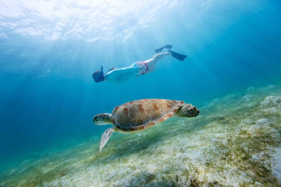 Emerald Coast: Afternoon Snorkel & Dolphin Tour - The snorkeling stop and what you may find