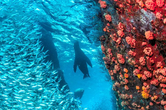 Espiritu Santo Island Snorkel & Sea Lion Adventure - Timing, cancellation, and practical details