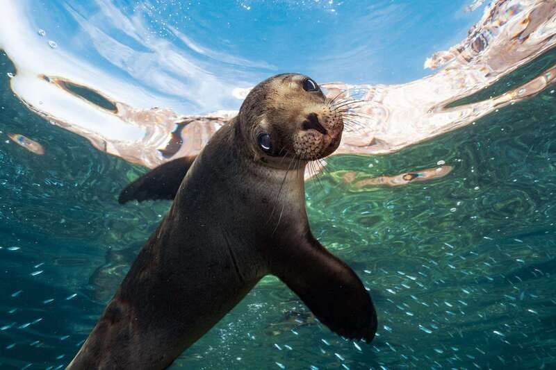 Espiritu Santo Island: Snorkeling Sea Lion Adventure - Swimming with the sea lions at Los Islotes