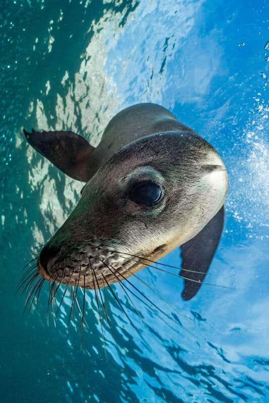 Espiritu Santo Island: Snorkeling Sea Lion Adventure - Lunch on a beach selected that morning