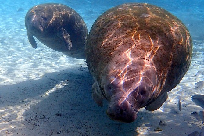 Exclusive Small Group VIP Heated Manatee Snorkel Tour - From River Ventures to the Water