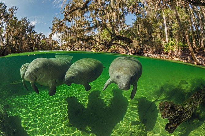 Exclusive Small Group VIP Heated Manatee Snorkel Tour - Passive Interaction Is the Key Lesson