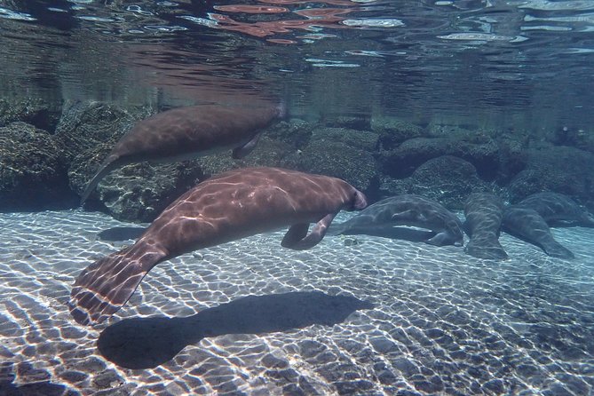 Exclusive Small Group VIP Heated Manatee Snorkel Tour - What the $108.93 Price Covers