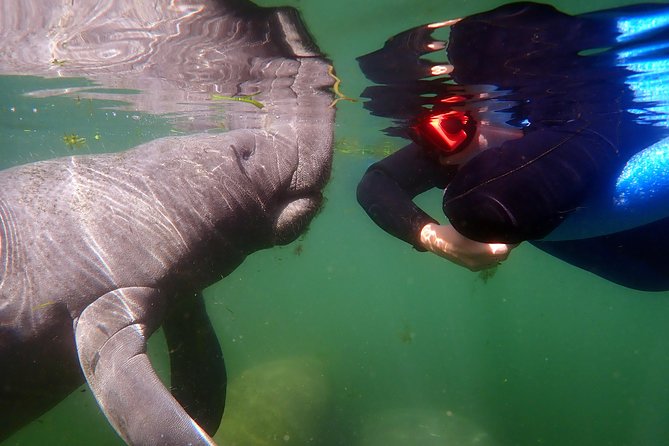 Exclusive Small Group VIP Heated Manatee Snorkel Tour - Choosing the Best Time to Go