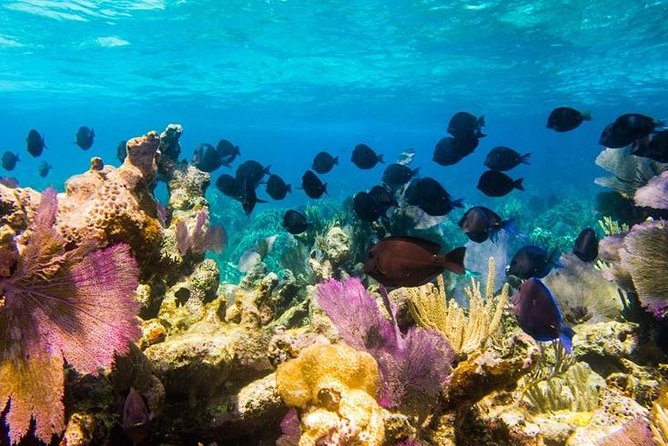 Exclusive Supreme Snorkeling Tour - What this Grand Turk tour really offers