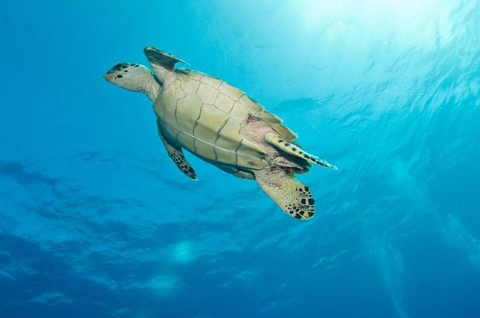 Exclusive Supreme Snorkeling Tour - Meeting stingrays in shallow water