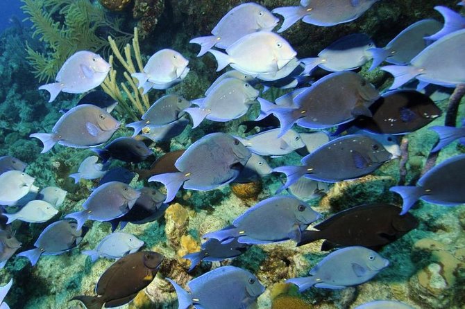 Exclusive Supreme Snorkeling Tour - Starting near Cockburn Town and the cruise pier