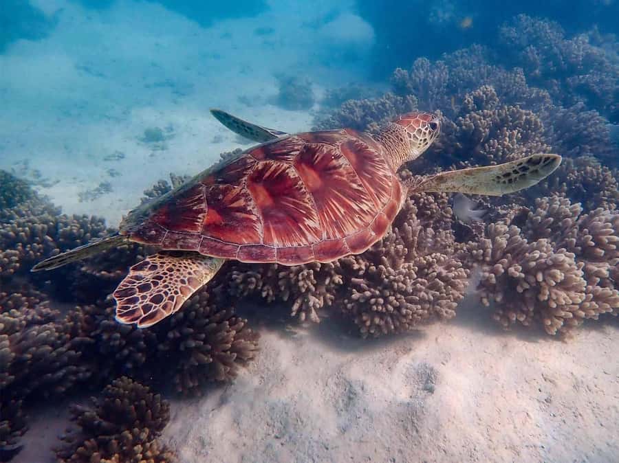 Exmouth: Guided Ningaloo Reef Snorkel Adventure - Why a guided Ningaloo shore snorkel makes sense