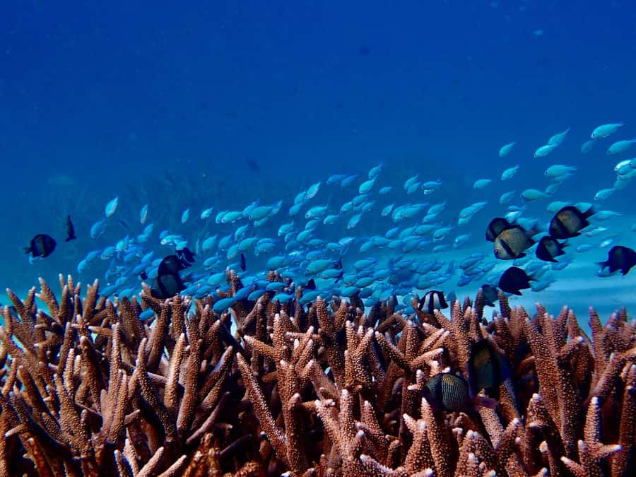 Exmouth: Guided Ningaloo Reef Snorkel Adventure - First water stop: two hours at Turquoise Bay