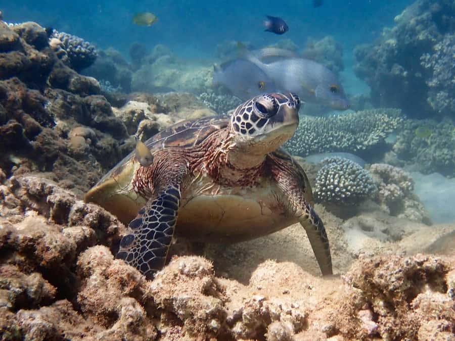 Exmouth: Half Day Turtle Kayak & Snorkel Tour - Getting ready with kayaks, safety gear, and sun protection