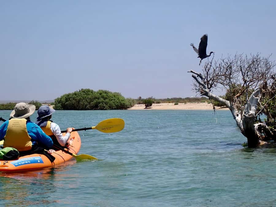 Exmouth: Half Day Turtle Kayak & Snorkel Tour - Paddling the Bundegi Sanctuary Zone