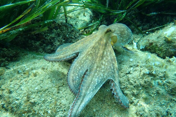 Explore Costa Brava & Tossa de Mar Coastal Trails, Snorkel & Meal - Leaving Barcelona at 8:30 am