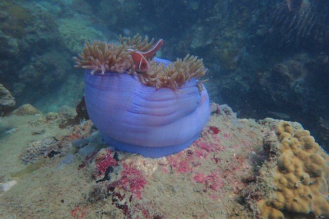Explore Nha Trang Bay: Half-Day Snorkeling Adventure Tour - What You See Beneath the Surface