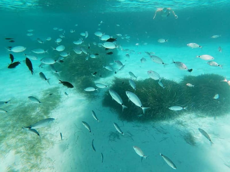 Favignana and Levanzo Island: Swim, Snorkeling and Lunch - Cala Azzurra and the clearest swimming time