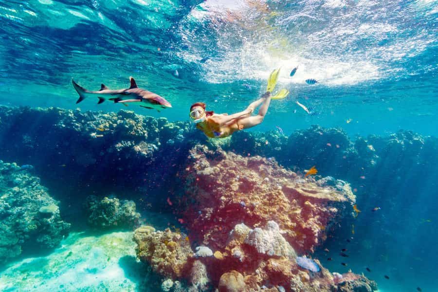 Fiji: Ultimate Encounters Snorkel with Sharks and Lunch - Reaching Barefoot Kuata from Port Denarau