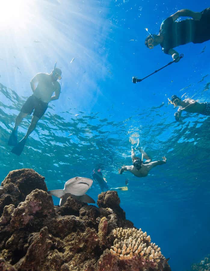 Fiji: Ultimate Encounters Snorkel with Sharks and Lunch - What the shark encounter is really like