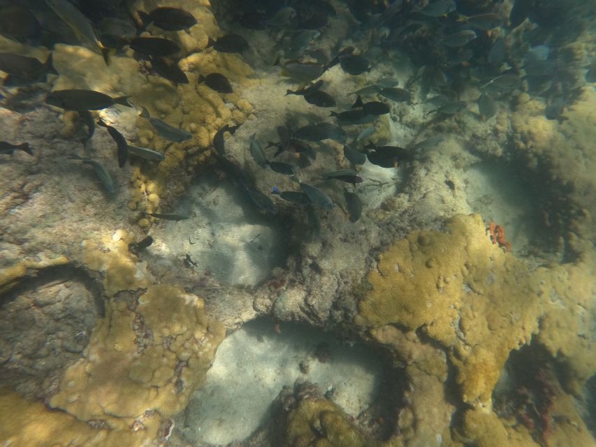 Fort Lauderdale: Guided Snorkeling Reef Tour and Lesson - Key points to know before you book
