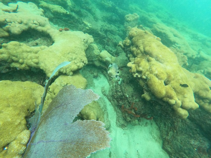 Fort Lauderdale: Guided Snorkeling Reef Tour and Lesson - Practical tips for a smoother morning
