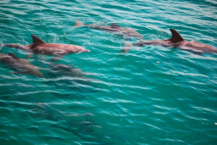 Fort Walton Beach: Morning Dolphin Cruise with Snorkel Stop - Key points at a glance