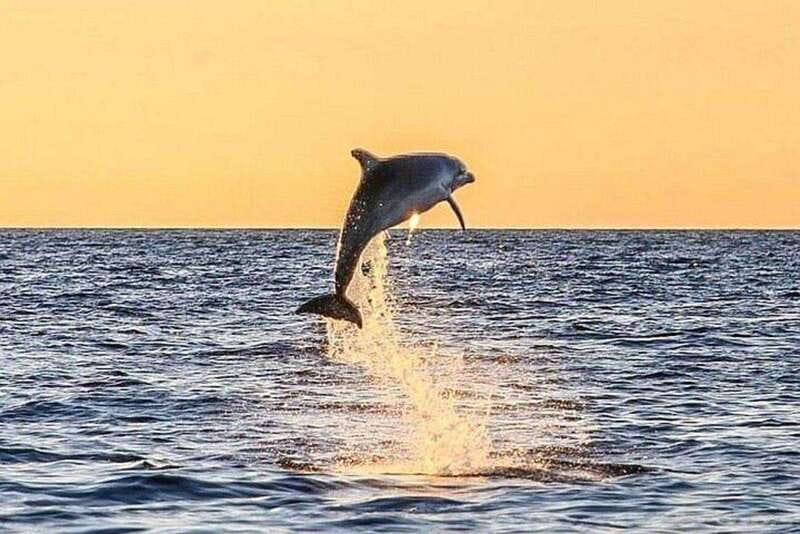 Fort Walton: Dolphin Discovery and Snorkeling Cruise - What the Fort Walton cruise actually offers
