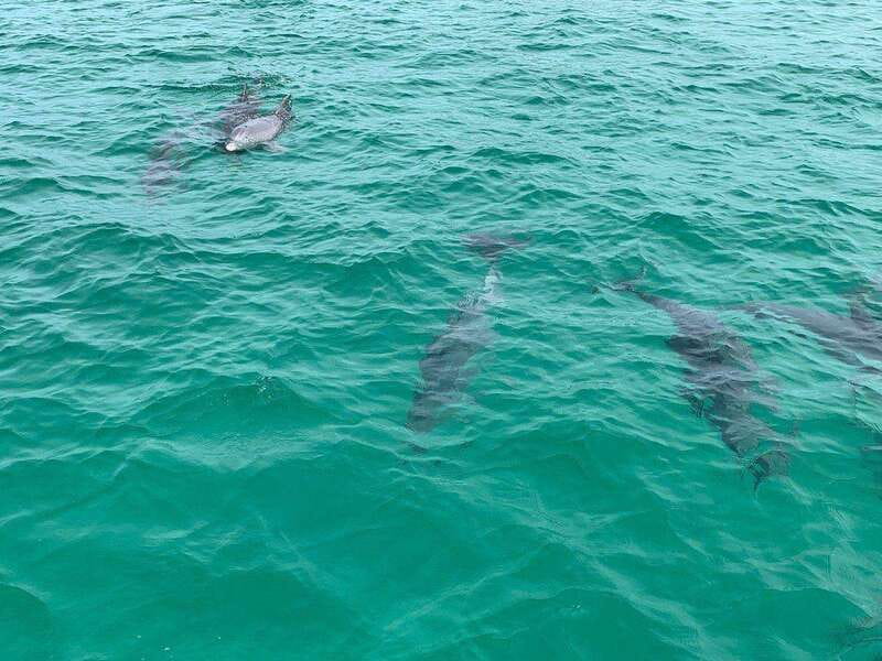 Fort Walton: Dolphin Discovery and Snorkeling Cruise - Getting ready for the snorkeling stop